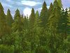 Pine Forest 2.jpg
