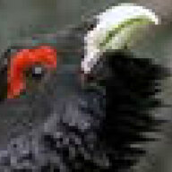 Madcapercaillie
