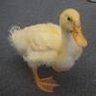Duckyquack