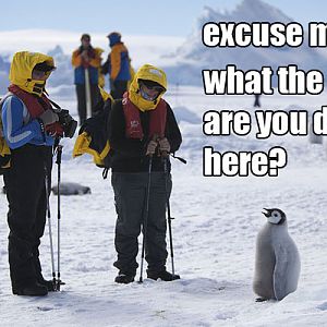 excuse me what the fuck are you doing here penguin meme