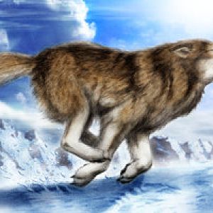 Wolf Run by derSheltie