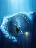 Fossil Megalodon