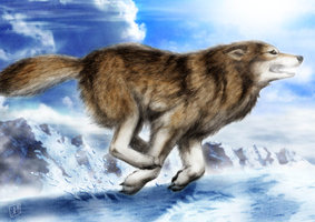 Wolf Run by derSheltie