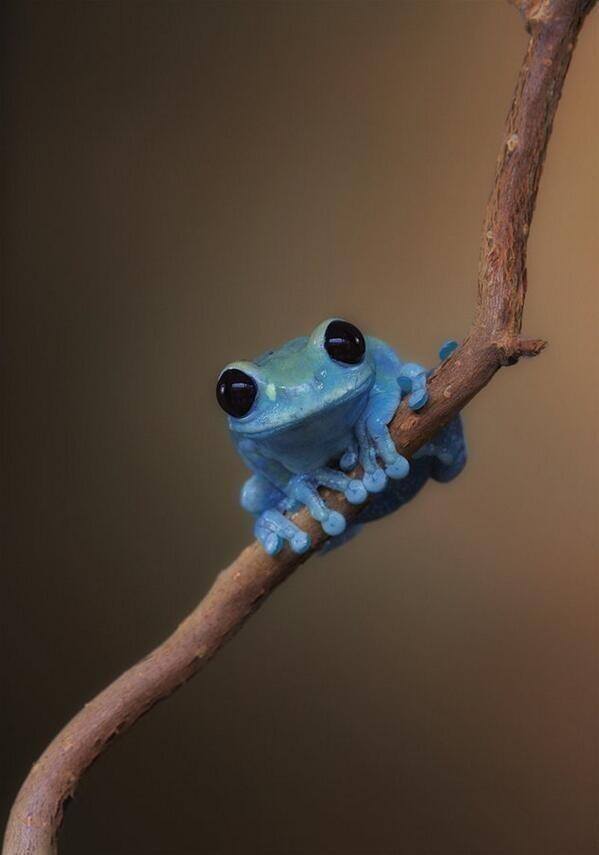 Blue-frog.jpg