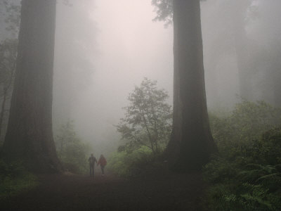melissa-farlow-foggy-forest-view-with-a-couple-walking-between-giant-redwood-trees.jpg