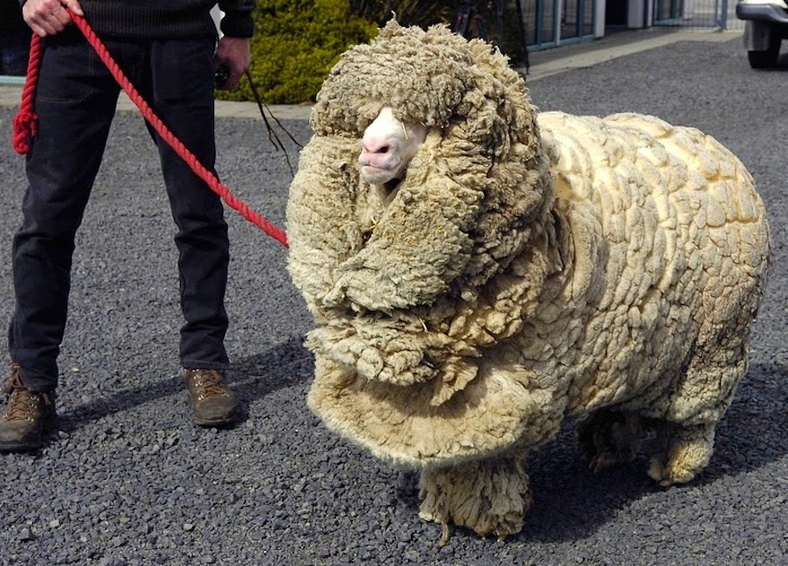 shrek-the-sheep-16.jpg