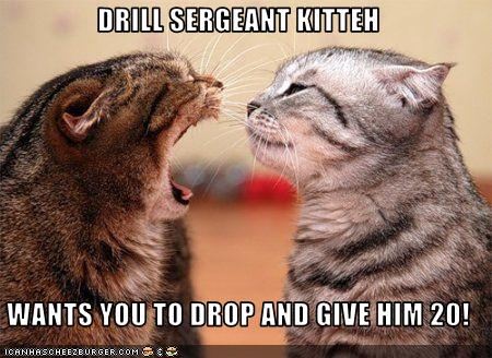 drill_sergeant_kitteh_by_demonspawn12-d3hsv7p.jpg