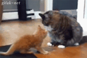 cool-gif-kitten-fighting-big-cat-hit.gif