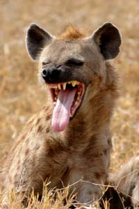 hyenas-laugh-2.jpg