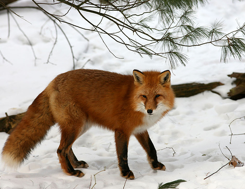 red-fox-dominates-arctic-fox.jpg