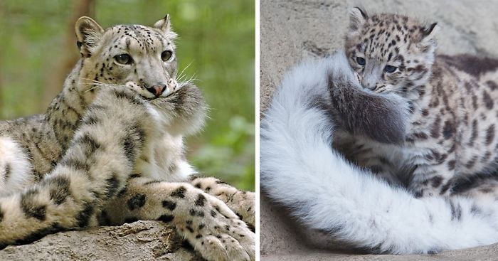 snow-leopards-biting-tail-funny-cats-fb-1__700-png.jpg