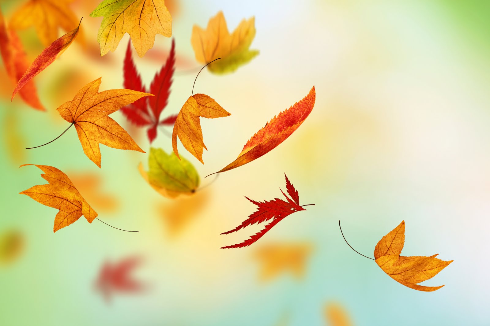 2014-09-11-fall-for-feedback-Autumn-Fall-Leaves-HD-Wallpaper.jpg