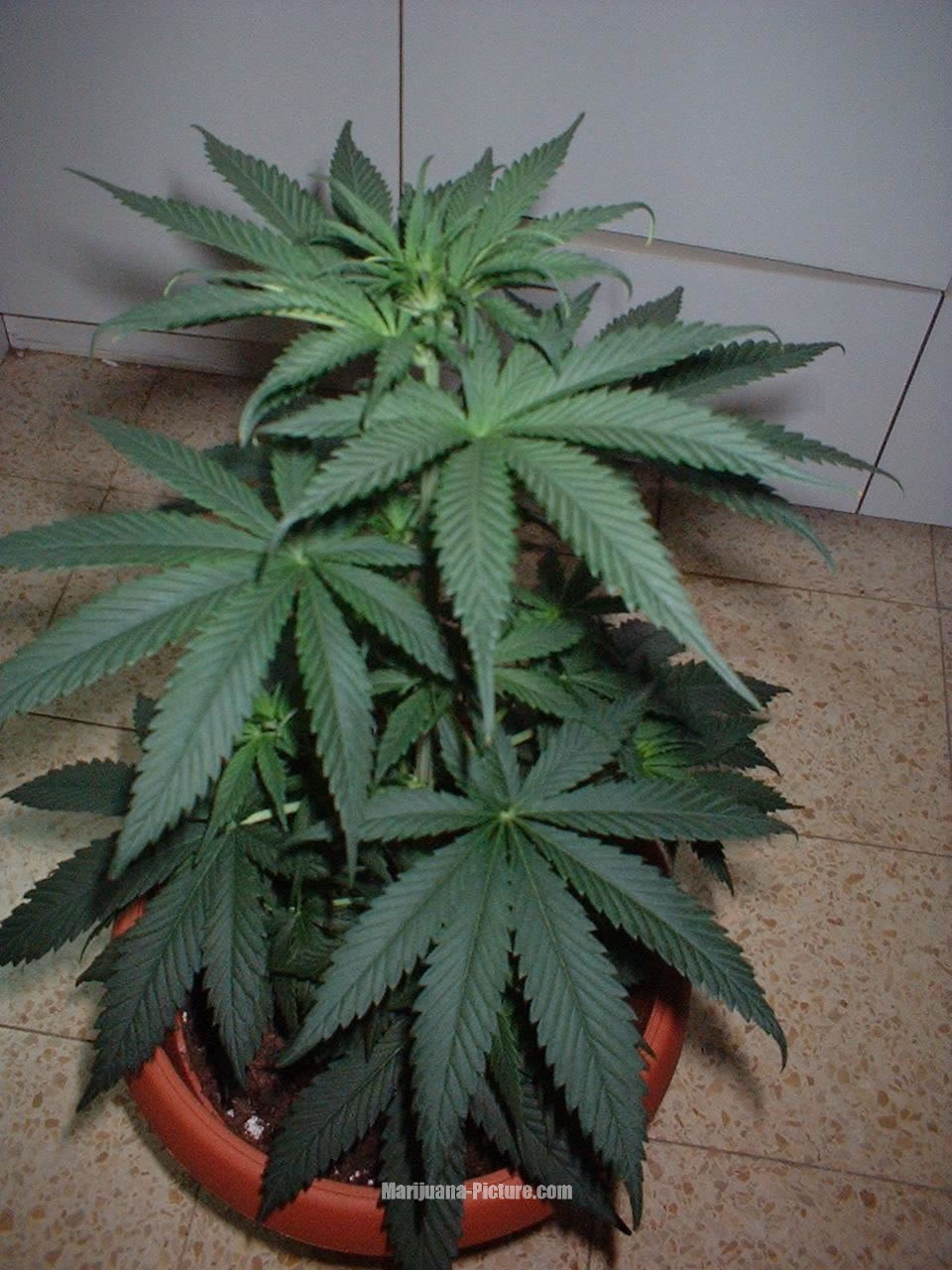 marijuana_picture_pot.jpg