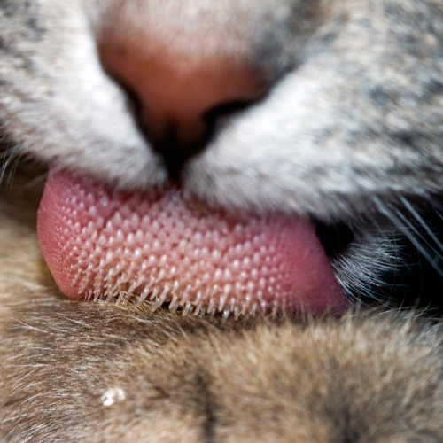 cat_tongue_macro.jpg