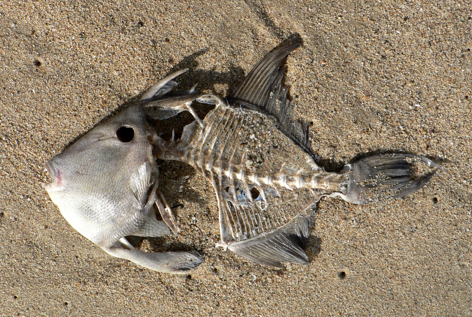 Dead_fish_on_the_beach.jpg