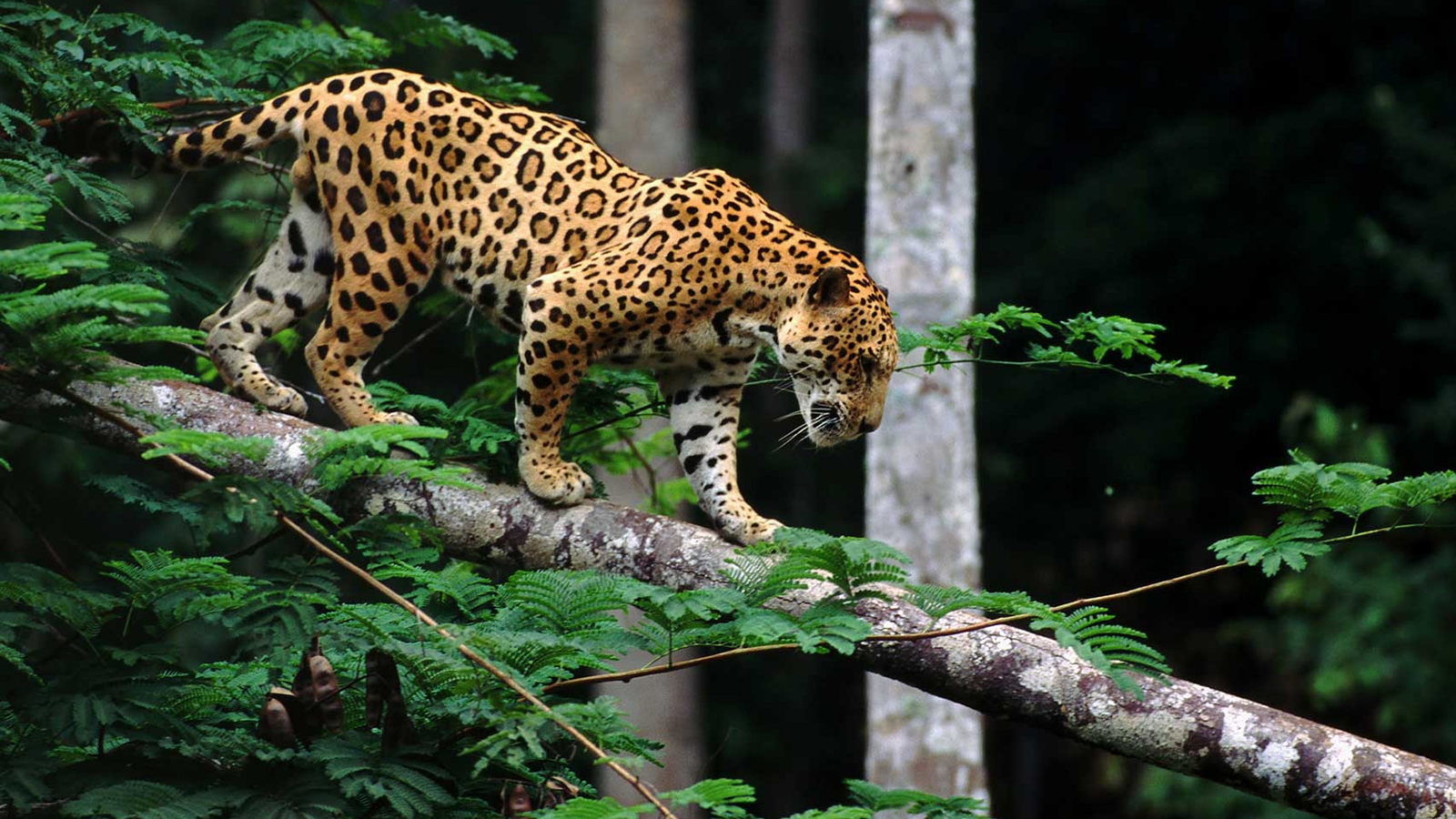 600413251-jaguar-walking-branch.jpg