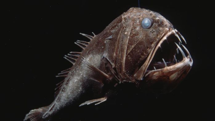 Deep-Sea-Creatures-Fangtooth-Fish.jpg