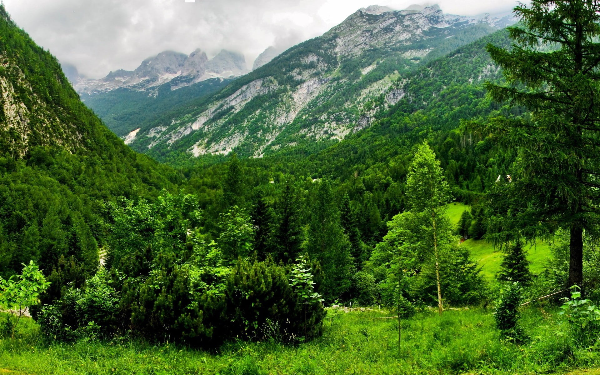 forest-nature-landscape-austria-wallpaper.jpg
