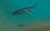 MosasaurInSea.jpg MosasaurInSea.jpg