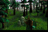 forest3.jpg