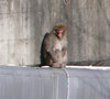 japanese-macaque.jpg
