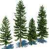 pine trees 02.jpg171c7df9-b8a8-41fa-a919-f25f4d9ddf6aLarger.jpg