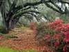 Rhododendrons_and_Live_Oaks_Magnolia_Plantation_Charleston_South_Carolina.jpg