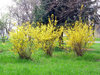 yellow-bushes.jpg
