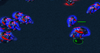 BadLeap.png