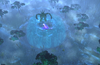 EnchantedGlade_AerialView.png