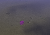 Info Box.png Info Box.png