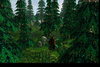 Forest4.jpg