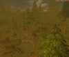 Pine Forrest.jpg