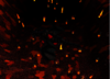 24725.png