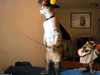 m3FqUQY.gif