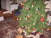 Tree_with_Asta_09_DEC_2007.jpg
