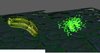 pickle.jpg