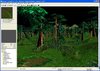forest.jpg