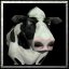 BTNcow01.jpg