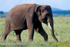 asian-elephant--elephas-maximus-1.jpg