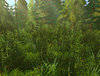 Pine Forest 3.jpg