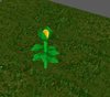 cropplant.JPG