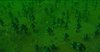 Dark Forest 1.jpg Dark Forest 1.jpg