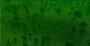 Dark Forest 2.jpg Dark Forest 2.jpg