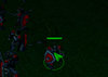 Cursor-Finished.jpg Cursor-Finished.jpg
