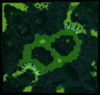 WiP06.png