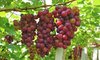 ripe-grapes-in-his-vineyard.jpg