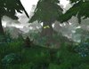 foggy rooty forest.JPG