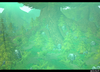 WeirdForestThing2.png