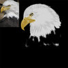 eagle.jpg eagle.jpg